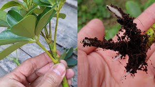 How to grow Schefflera plant from cuttings  Propagate the Schefflera plants  Umbrella Tree [upl. by Atikin319]