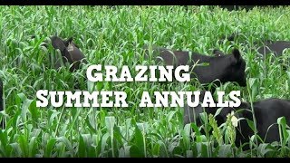 Grazing Summer Annuals [upl. by Irok461]