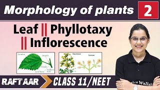 Morphology in Plants 02  Leaf  Phyllotaxy  Inflorescence  Class 11NEET  RAFTAAR [upl. by Raffaello]