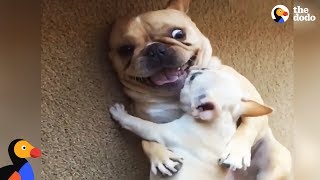 Hilarious French Bulldog Gets New Baby Brother  The Dodo [upl. by Kantos]