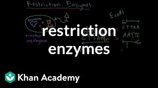 Restriction enzymes [upl. by Malvina]