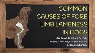 Forelimb lameness [upl. by Asilav]