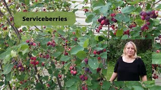 How to Grow and Care for Serviceberries [upl. by Braswell]