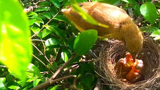 StreakEared Bulbul Feeding Their Chicks In The Nest end – Bird Feeding Baby Bird Watching Ep24 [upl. by Ahsemo]