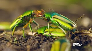 Insect Mating  Everything You Need to Know  Love Nature [upl. by Pernell464]