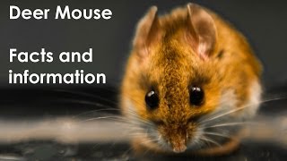 Deer Mouse Facts live captured North American Deer Mouse Peromyscus maniculatus [upl. by Ativel772]