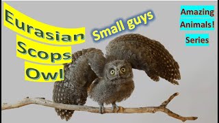 Eurasian Scops Owl facts🦉 European Scops Owl 🦉 calls similar to midwife toad 🐸 😎 [upl. by Faunia]