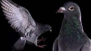 Slow Motion Pigeon Clap  BBC Earth Explore [upl. by Ree]