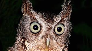 Eastern Screech Owl  Sound Call Sound Voice Hooting And Other Noises Made by the Bird [upl. by Leraj961]