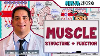 Musculoskeletal System  Muscle Structure and Function [upl. by Attenweiler24]