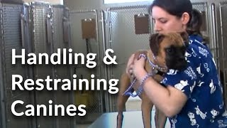 Veterinary Technician and Assistant Training Handling and Restraining Dogs [upl. by Pasol662]