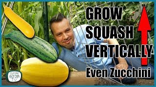 Grow Squash Vertically  Even Zucchini  Complete Guide [upl. by Eednac]