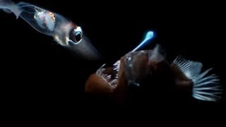 Deep Sea Creatures Exhibit Bioluminescence  Blue Planet  BBC Earth [upl. by Katsuyama427]