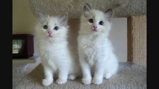 Blue Bicolor Ragdoll Kittens  9 Weeks Old [upl. by Eiramnerual]