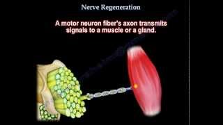 Nerve Regeneration  Everything You Need To Know  Dr Nabil Ebraheim [upl. by Nnylyma]