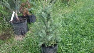 Serbian Spruce picea omorika from naturehillscom [upl. by Charlotte368]