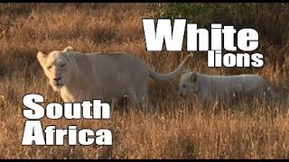 White lions South Africa [upl. by Roosnam168]