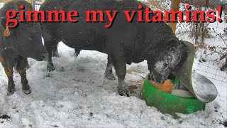 do your beef cattle need mineral amp protein supplements [upl. by Rotceh]