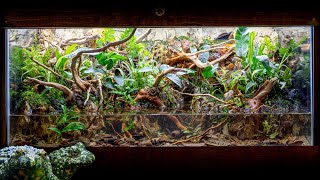 INCREDIBLE FireBellied Toad Island Paludarium with Waterfalls [upl. by Raney]