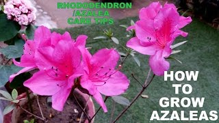 How to Grow Azaleas Flowering Plant for Every Garden [upl. by Moreland]