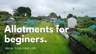 Allotments for beginners  vegetable gardening [upl. by Nyleve]