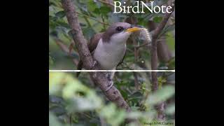 Yellowbilled Cuckoo — Rain Crow [upl. by Esmerolda]