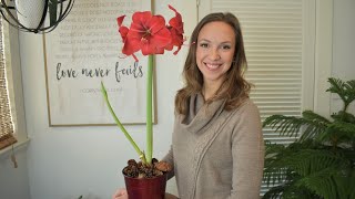 How to plant care and rebloom Amaryllis [upl. by Ynoble]