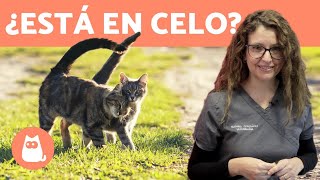 CELO en GATAS 🐱 ¿Cuándo empieza ¿Síntomas TODAS LAS RESPUESTAS [upl. by Yllet]