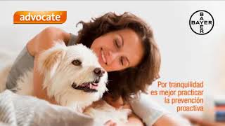 Bayer Antiparasitario Advocate Perros y Gatos [upl. by Alithea]