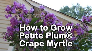 How to grow Petite Plum® Crape Myrtle Dwarf Purple Flowering Crape Myrtle [upl. by Neelyam921]