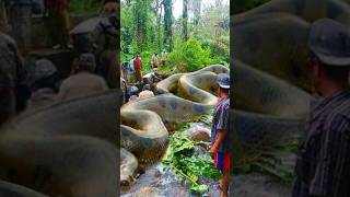 Green Anaconda Majestic Giant of the Amazon [upl. by Tips757]