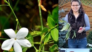 Jasminum Grandiflorum from cutting type with rooting Jamine Grandiflorum din Crengutebutasi [upl. by Kassia]