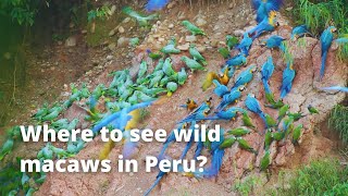 Where can I see Wild Macaws   Tambopata PERU [upl. by Aleak]