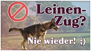 Leinenführung trainieren ► Schritt für Schritt erklärt  So lernt dein Hund es GARANTIERT [upl. by Hamel]