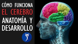 La estructura del cerebro características y crecimiento [upl. by Koblas]