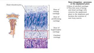 Bone elongation  processes at the epiphyseal plate [upl. by Ocirred604]