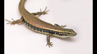 Eastern Water Skink  Species Special [upl. by Gale]