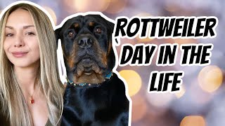 A day in the life owning a Rottweiler [upl. by Garnette800]