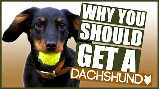 DACHSHUND 5 Reasons Why YOU SHOULD GET a Dachshund Puppy [upl. by Fleisig241]