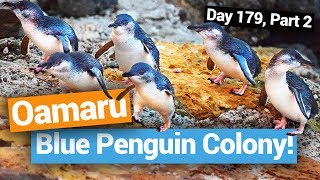 🐧 The Blue Penguin Colony in Oamaru – New Zealands Biggest Gap Year – New Zealand Guide [upl. by Akired]