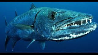 Facts The Great Barracuda [upl. by Alyks]