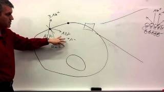 Membrane Potentials for beginners [upl. by Adnihc]