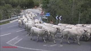 LA TRANSUMANZA SCENDE DAGLI ALPEGGI NEI PRESSI DI PRATO NEVOSO CN DOM 19  9  2021 [upl. by Langbehn]