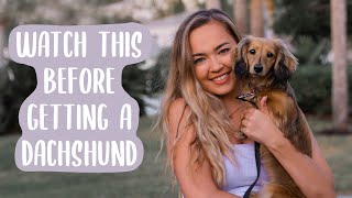 Owning a Dachshund THE PROS AND CONS [upl. by Madella492]