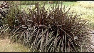 Prairie Yard amp Garden Grasses for the Landscape [upl. by Onileva]