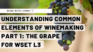 WSET Level 3 Wines  Understanding the Common Elements of Winemaking Part 1 The Grape [upl. by Rondi]