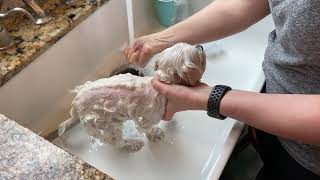 Bathing your Dog at Home Maltese [upl. by Ruckman914]