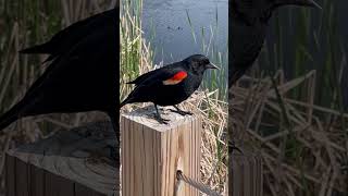 Red Winged Blackbird Singing [upl. by Gati]