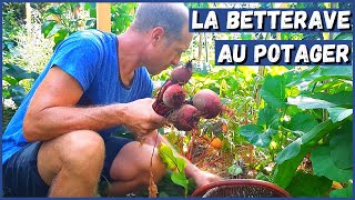 RÉUSSIR LA BETTERAVE AU POTAGER [upl. by Trahurn830]