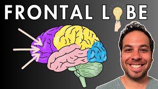 The Frontal Lobe  Location and Function [upl. by Neevan518]